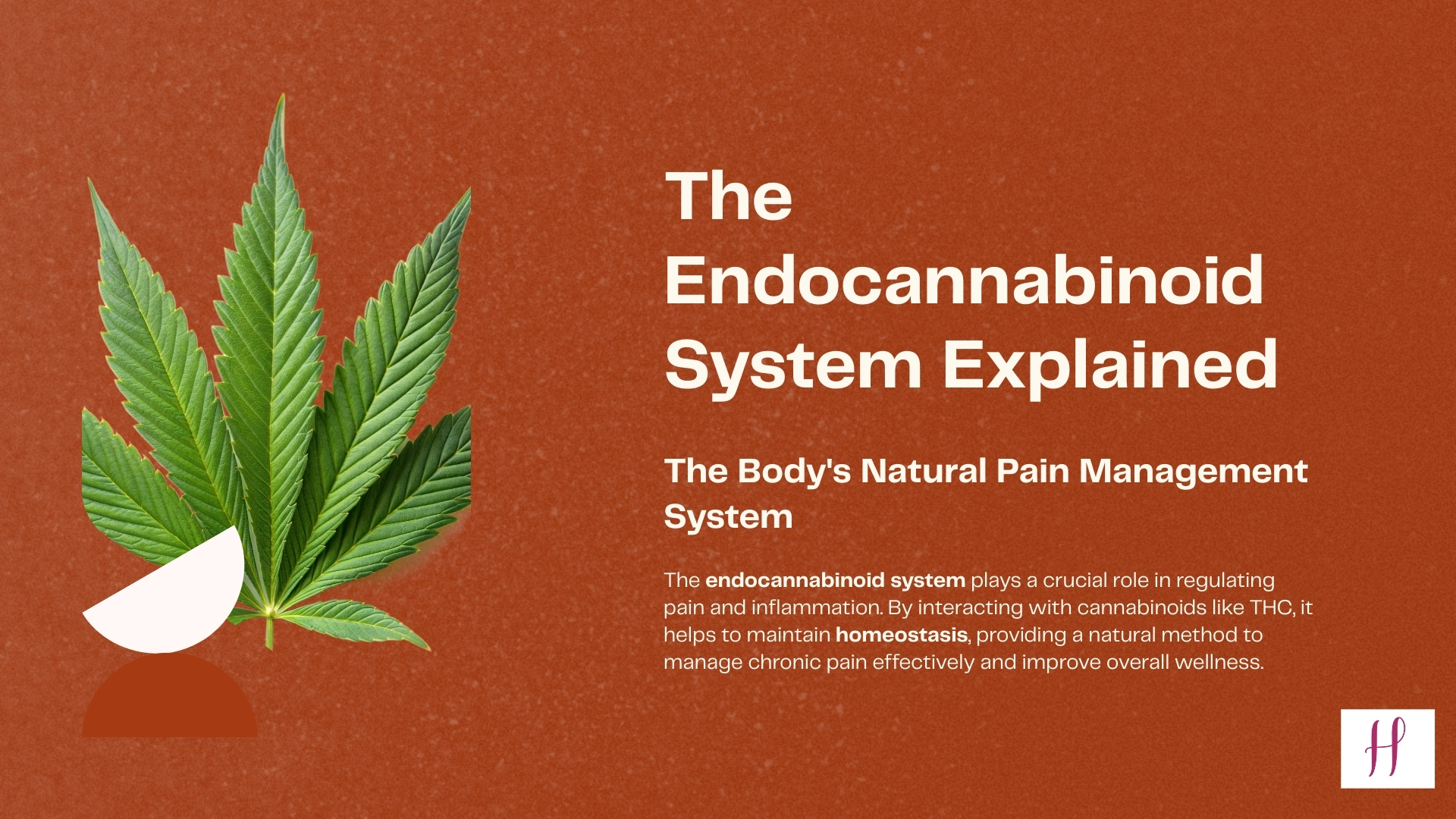 Understanding THC and the Endocannabinoid System